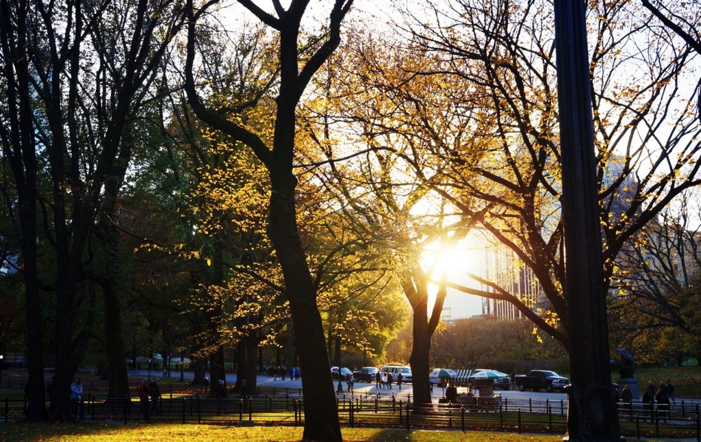 New York City Autumn