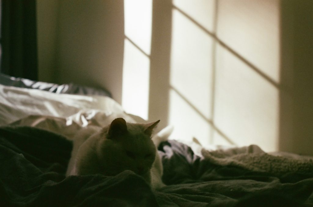 cat in the shadow on 35mm