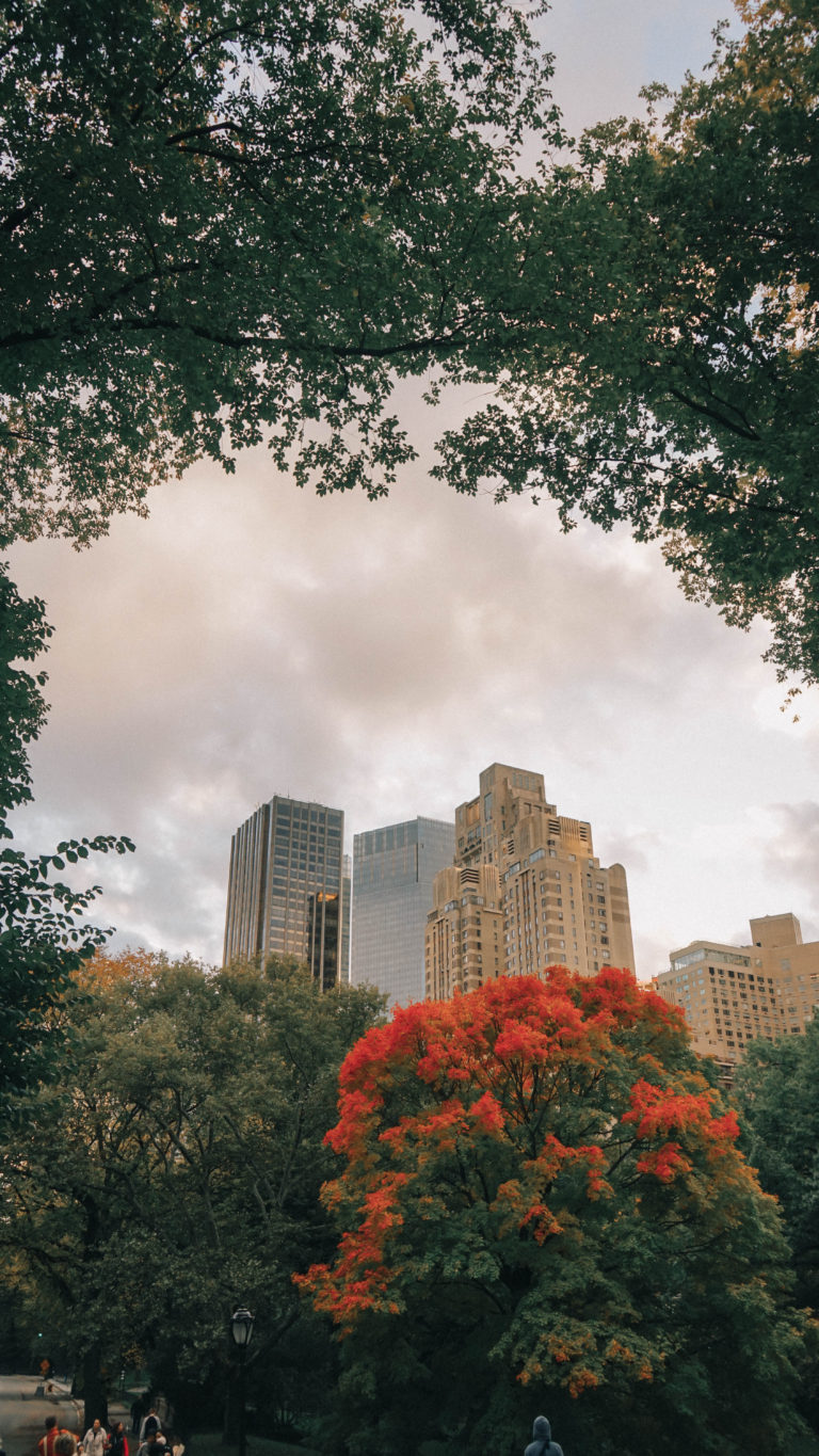 Central Park, Fall 2018